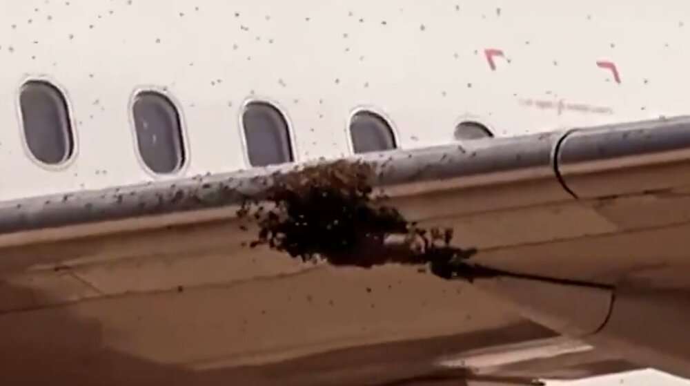 Read more about the article PLANE BUZZ-ARRE: Flight Cancelled After Massive Bee Swarm Invades Plane