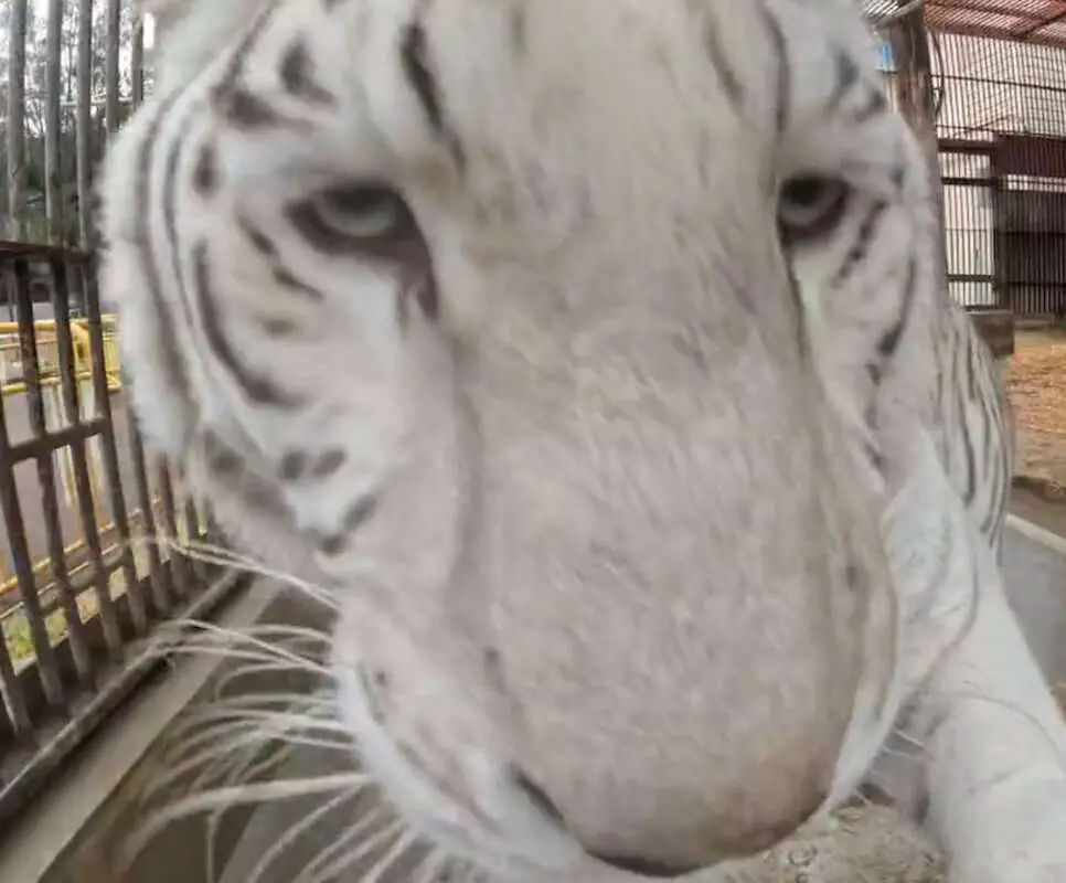 Read more about the article CROUCHING TIGER: Rare White Bengal Tiger Slobbers On GoPro Camera