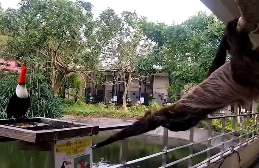 GOT ENOUGH FOR TWO-CAN? Hungry Sloth Tries To Pinch Toucan’s Lunch
