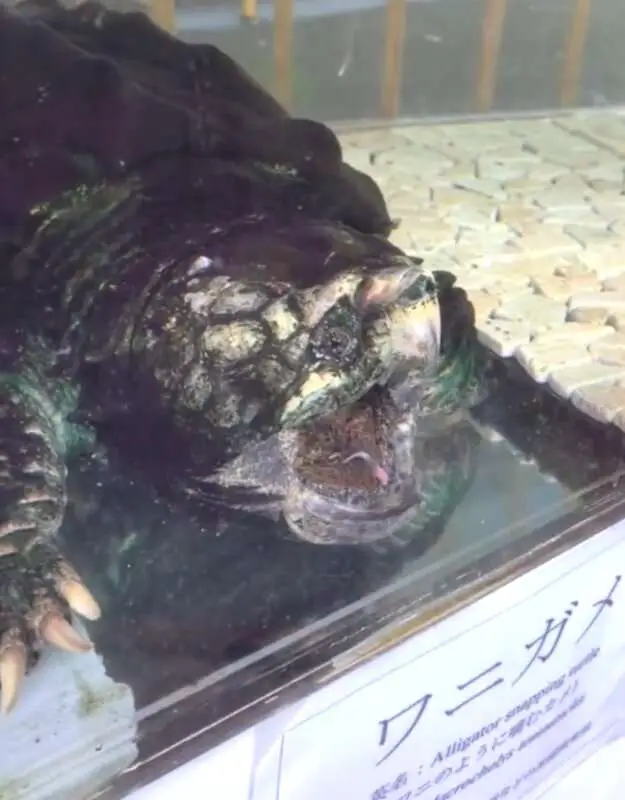 Read more about the article FATAL ATTRACTION: Alligator Snapping Turtle Uses Worm-Like Tongue To Lure Fish