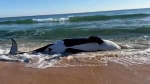 Read more about the article LAST FAREWHALE: 21-Foot Orca Dies After Mysteriously Washing Up On Florida Beach In ‘First-Ever Case’