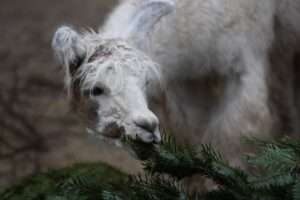 Read more about the article FUR REAL: Tannenbaum Trees Go Down A Treat For Swiss Zoo Animals