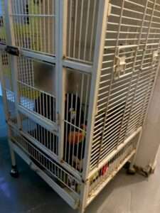 Read more about the article CAGED LIKE DOG: Shocked Drug Raid Police Find Baby Locked In Cage