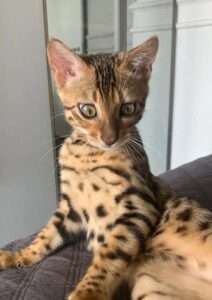 Read more about the article PAW JUDGEMENT: Bungling Firemen Released Man’s Pet Kitten In Woods Mistaking It For Jaguar
