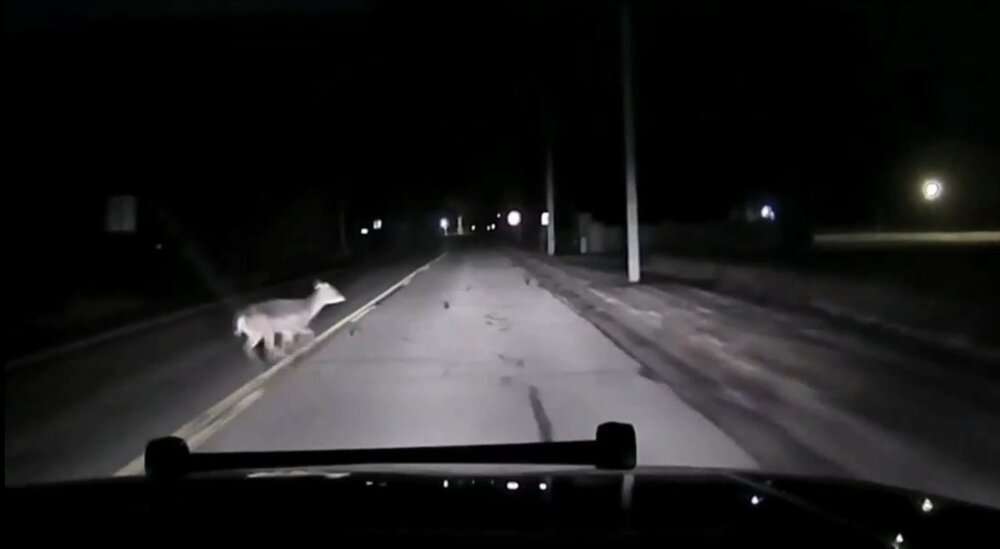 Read more about the article OH DEER: Car Breaks As Jaywalking Deer Makes Dash Across Road