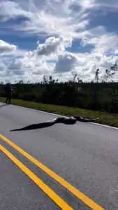 Read more about the article SNAKES ALIVE: Massive 15ft Python Stretching Across Two Lanes Seen In Florida