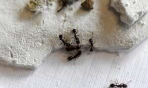Read more about the article ANT-I SOCIAL BEHAVIOUR: CLIMATE HEAT CRISIS MAKES ANTS MORE AGGRESSIVE, SAYS STUDY