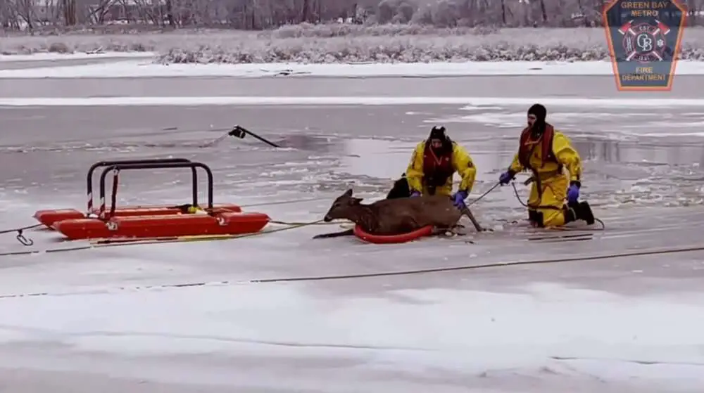 Read more about the article ICE COLD DEER: Firemen Pull Animal From Frozen Wisconsin River