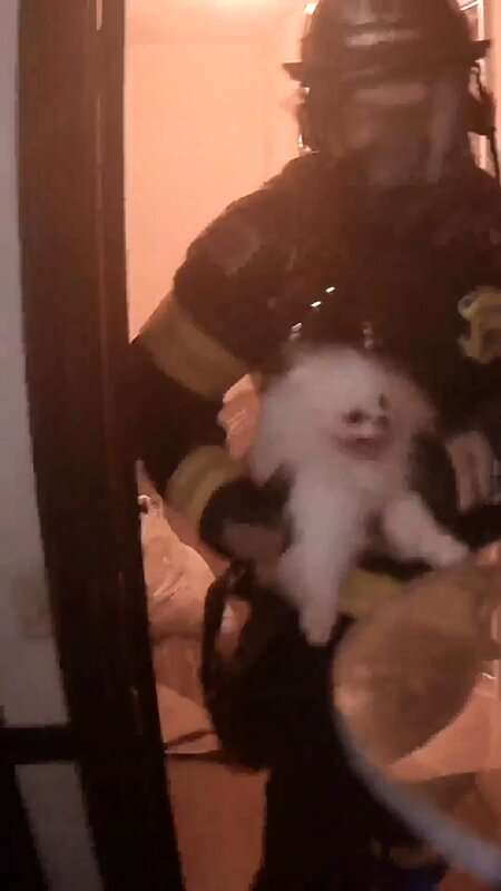Read more about the article CATS AND DOGS: Fire Crews Rescue 70 Tiny Pomeranian Dogs And Several Cats From Burning Home
