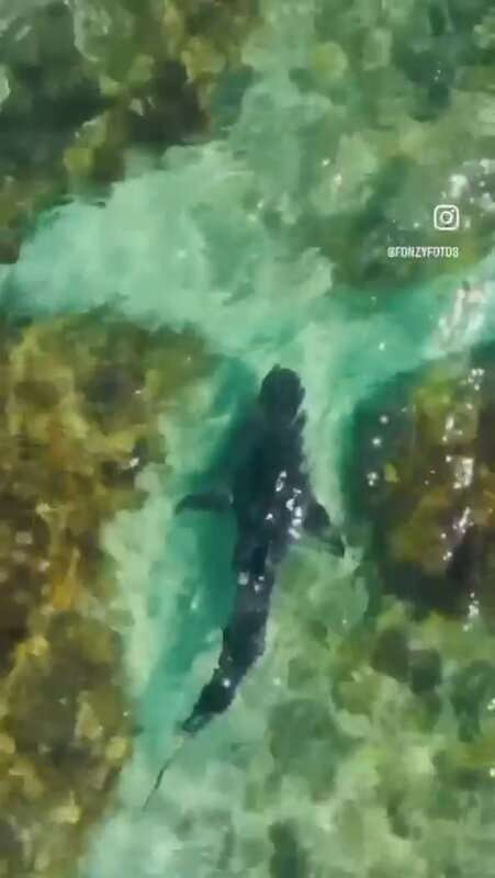 Read more about the article SHARK SHOOTER: Drone Operator Raises Alarm Over Underwater Predator
