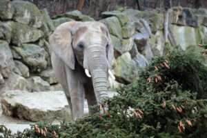 Read more about the article FIR REAL: Endangered Elephants At World’s Oldest Zoo Get Huge Tree Treat