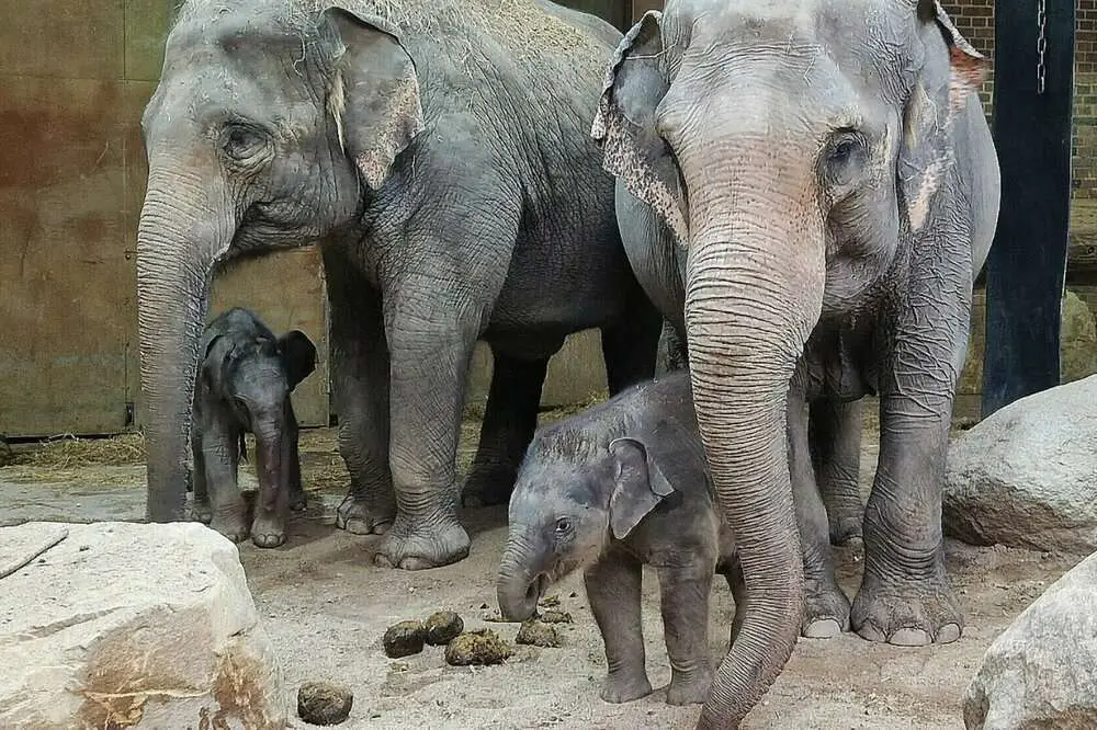 Read more about the article WATER GREAT DAY: Endangered Baby Elephants Take A Dip And Play With Their Mum In German Zoo’s Pool