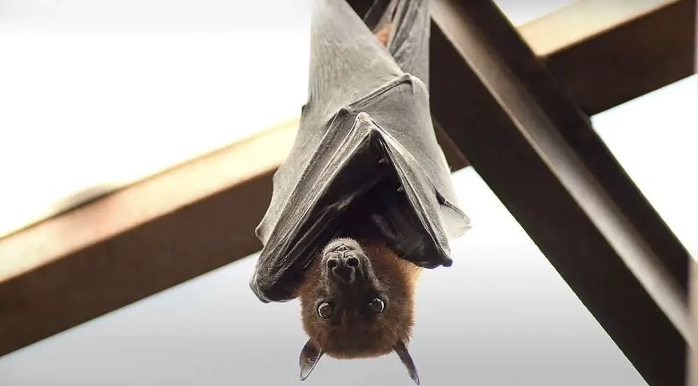 Read more about the article BAT ATTACK: Girl, 8, And Brother, 7, Die From Rabies After Bites