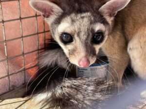 Read more about the article PUSS IN BOOTS: Rare Ringtail Cat Trapped In Clothing Store For 3 Weeks Ate Shoe Boxes And Ceiling Tiles