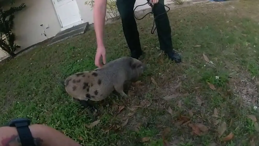 Read more about the article FORGET IT COPPER I’M NO SQUEALER: Runaway Pet Pig Caught By Police