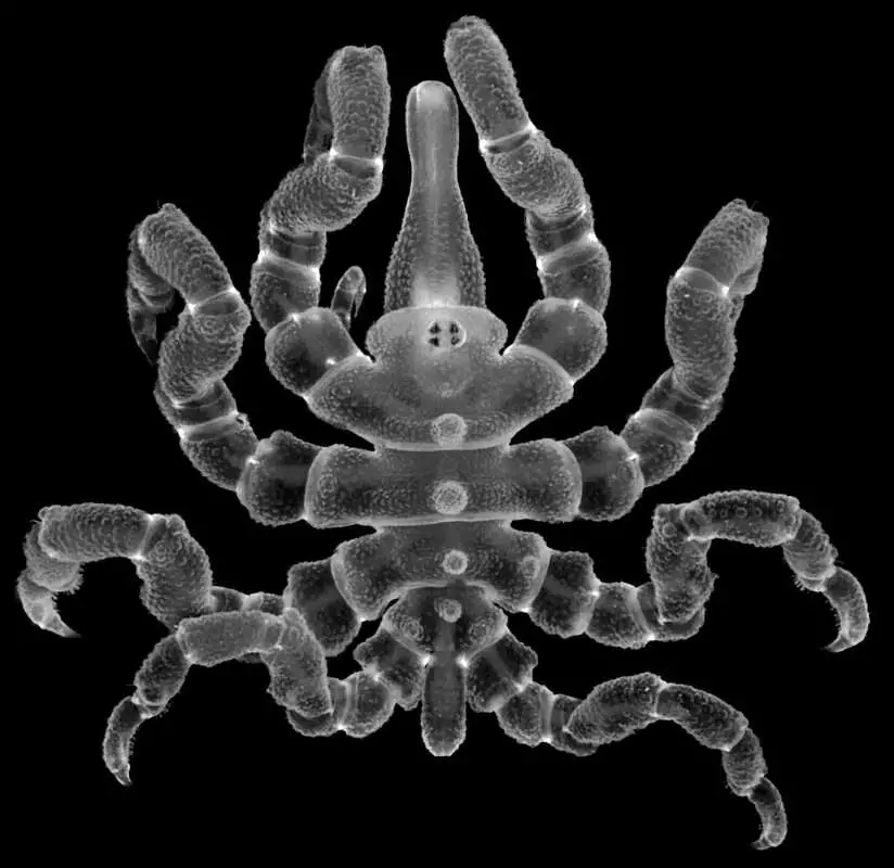 Read more about the article BUM DEAL: Amputated Sea Spiders Can Regrow Their Rear Ends, Says Study