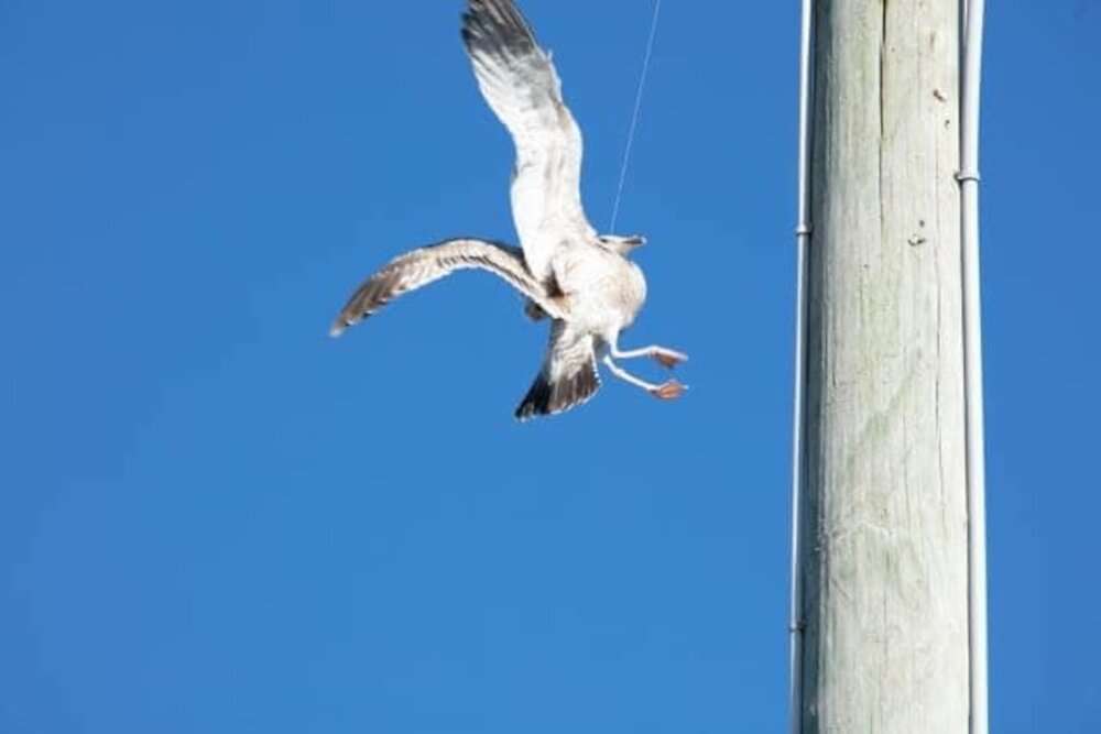 Read more about the article SEAGULL RESCUE: Firefighters Rescue Dangling Seagull Tangled In String From Florida Utility Pole