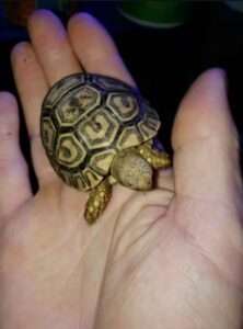 Read more about the article SHELL SHOCKED: Nine Protected Tortoises Stolen From Pet Shop In Switzerland