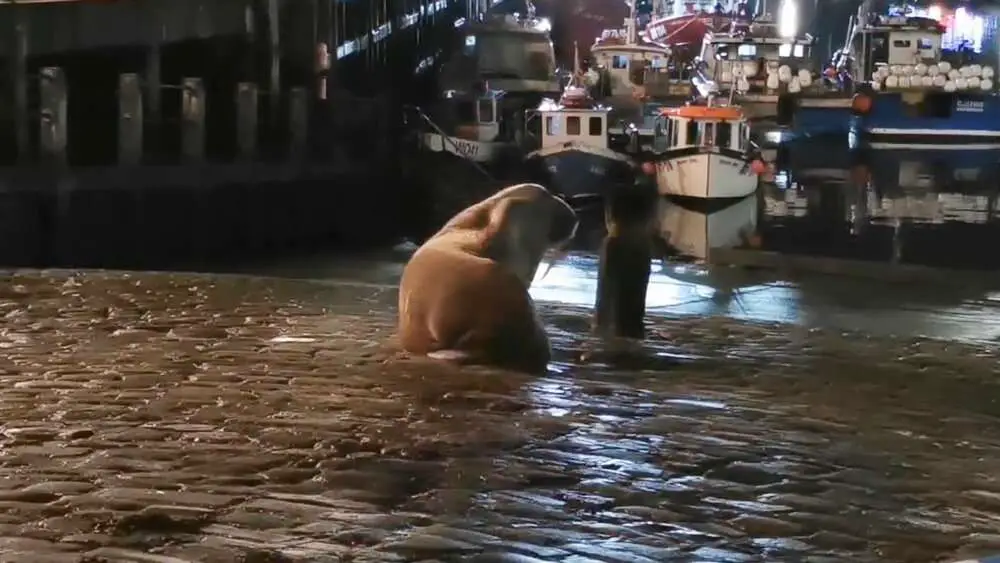 Read more about the article THOR LOSER: Walrus Leaves UK For Colder Waters