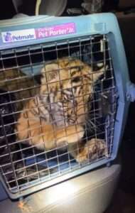 Read more about the article CROUCHING TIGER: Albuquerque Police Discovers Caged Tiger Cub During Shooting Investigation