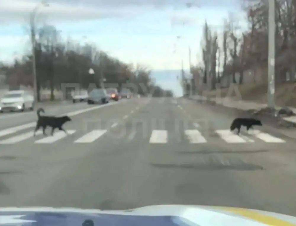 Read more about the article FOLLOW OUR LEAD: Clever Dogs Show People How To Cross The Road