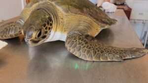 Read more about the article SHELL OF A LESSON: Rescued Endangered Turtles Teach Beachgoers Grim Truth Of Pollution