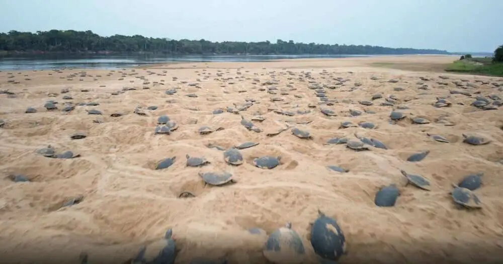 Read more about the article TURTLEY CRAZY: World’s Largest Hatching Of Baby Turtles