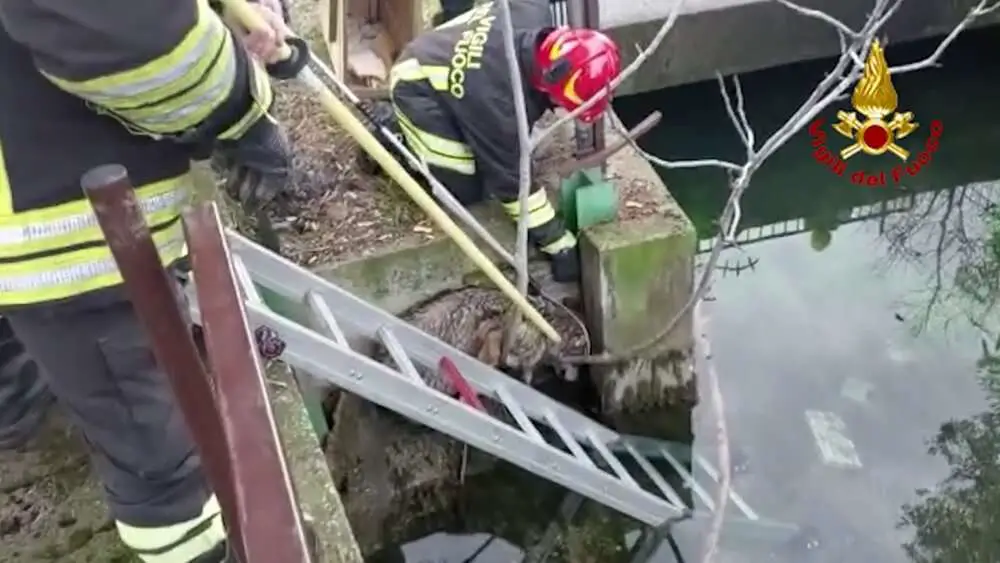 Read more about the article BARK FROM THE DEAD: Firemen Discover Drowning Dog Was Wolf