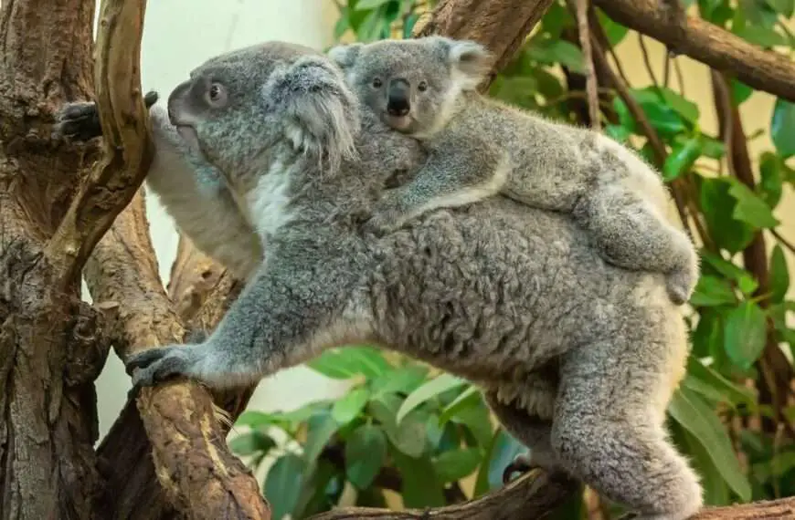 KOAL-AHH BEAR: Loving Mum And Her Baby Just Take It Treesy
