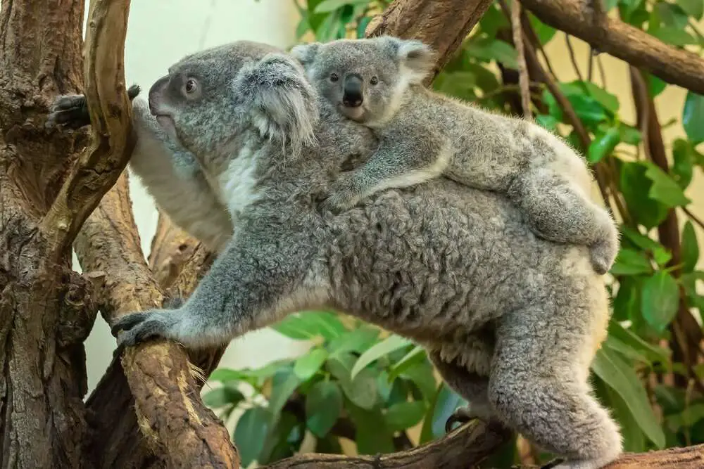 Read more about the article KOAL-AHH BEAR: Loving Mum And Her Baby Just Take It Treesy