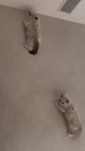 Read more about the article GHOSTLY KITTENS: Poltergeist Baby Cats Amaze Owner By Walking Up The Wall