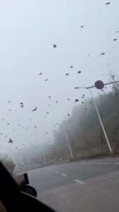 Read more about the article WHAT THE FLOCK: Wild Birds Flying Low And Blocking Traffic Feared To Be Sign Of Earthquake