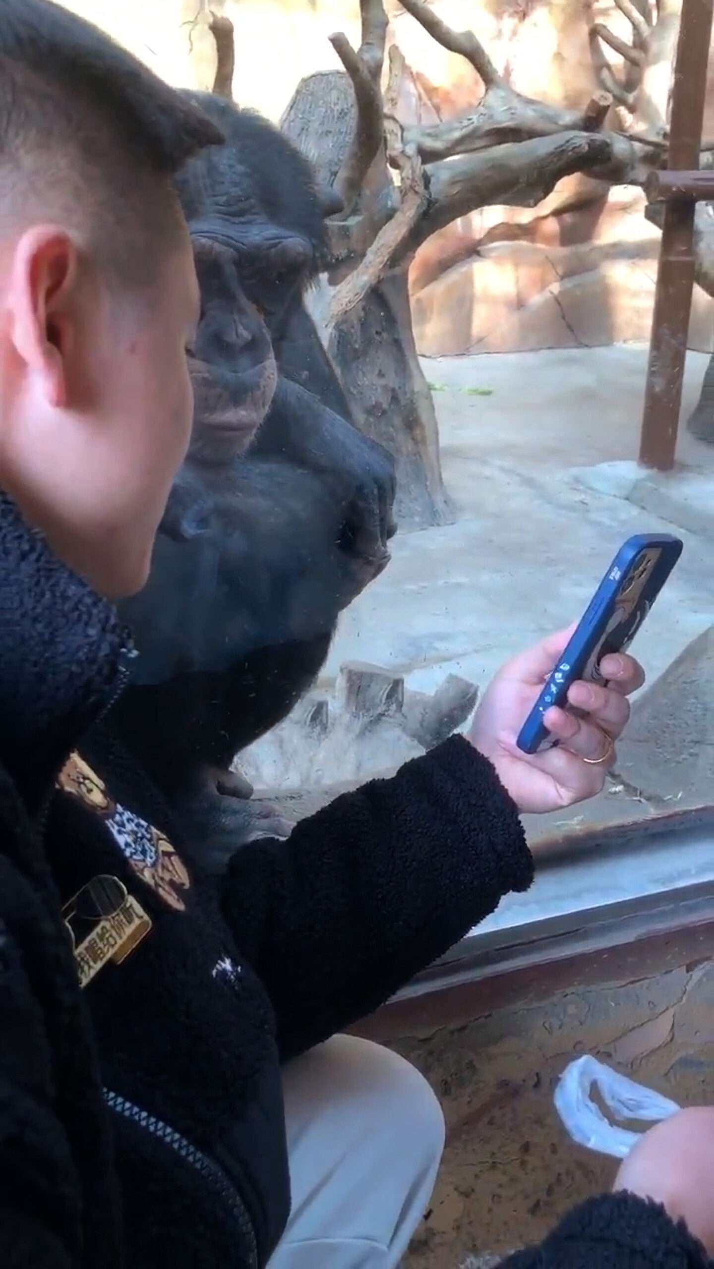 Read more about the article Chimp Wowed By Animal Videos Seen On Zoo Visitor’s Phone