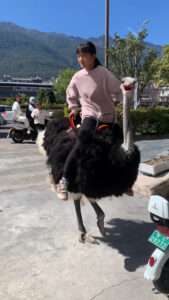 Read more about the article BEAKY MINDER: Little Girl Gets Carried Safely To School By Ostrich Guardian