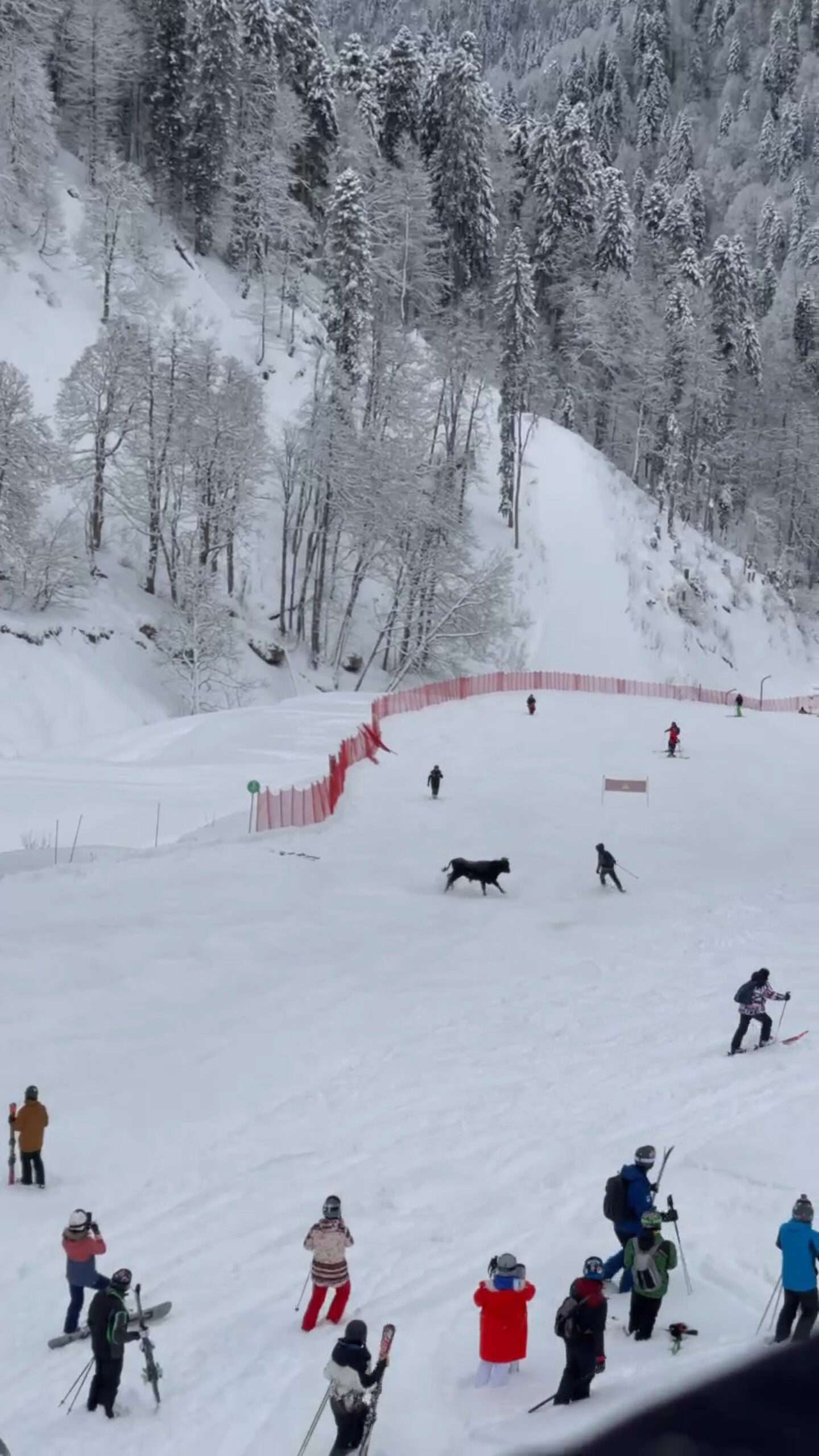 Read more about the article BULL RUN: Terrified Skiers Flee Bull On Slopes