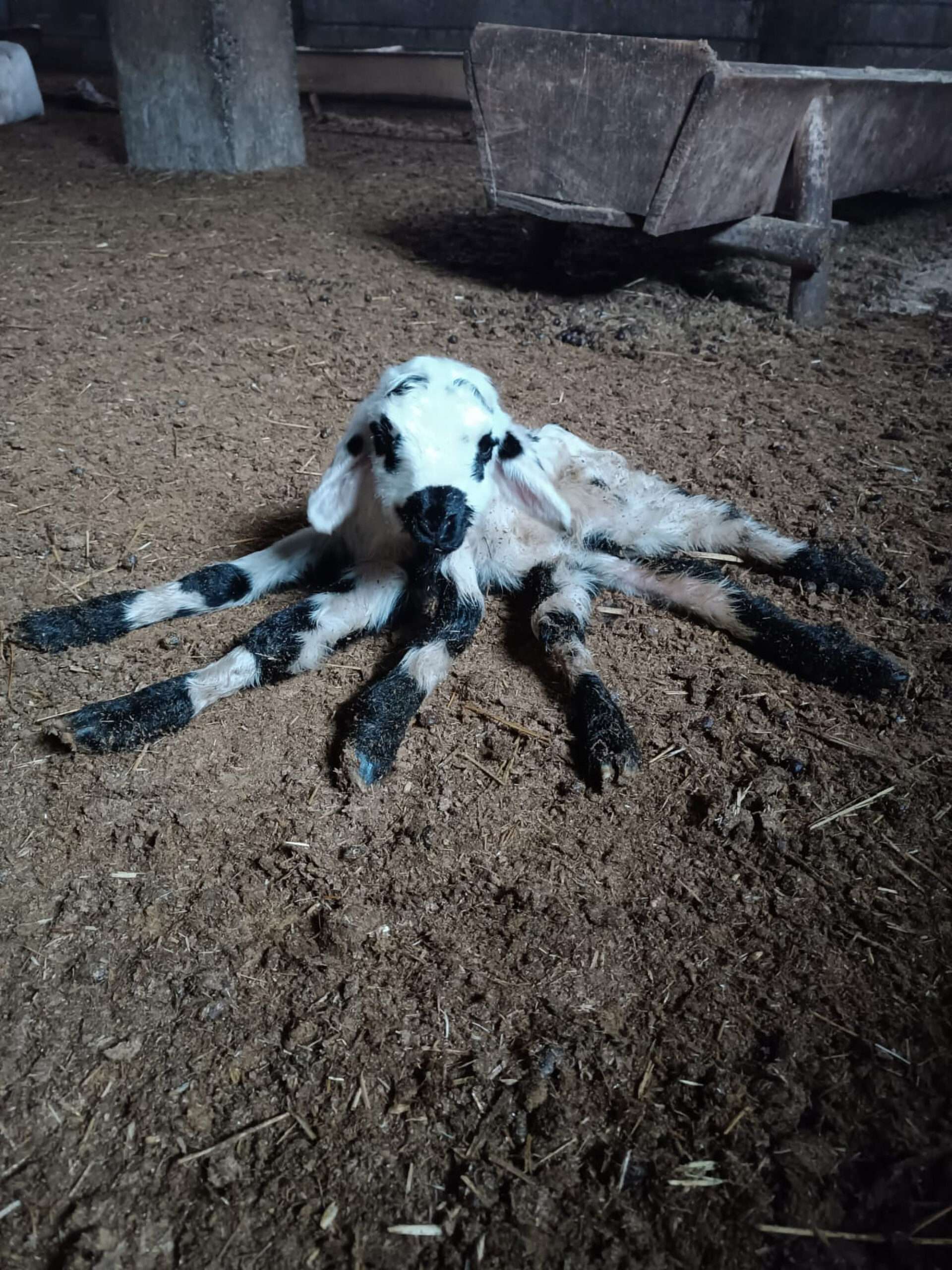 Read more about the article SPIDER-LAMB: Mutant Six-Legged Sheep