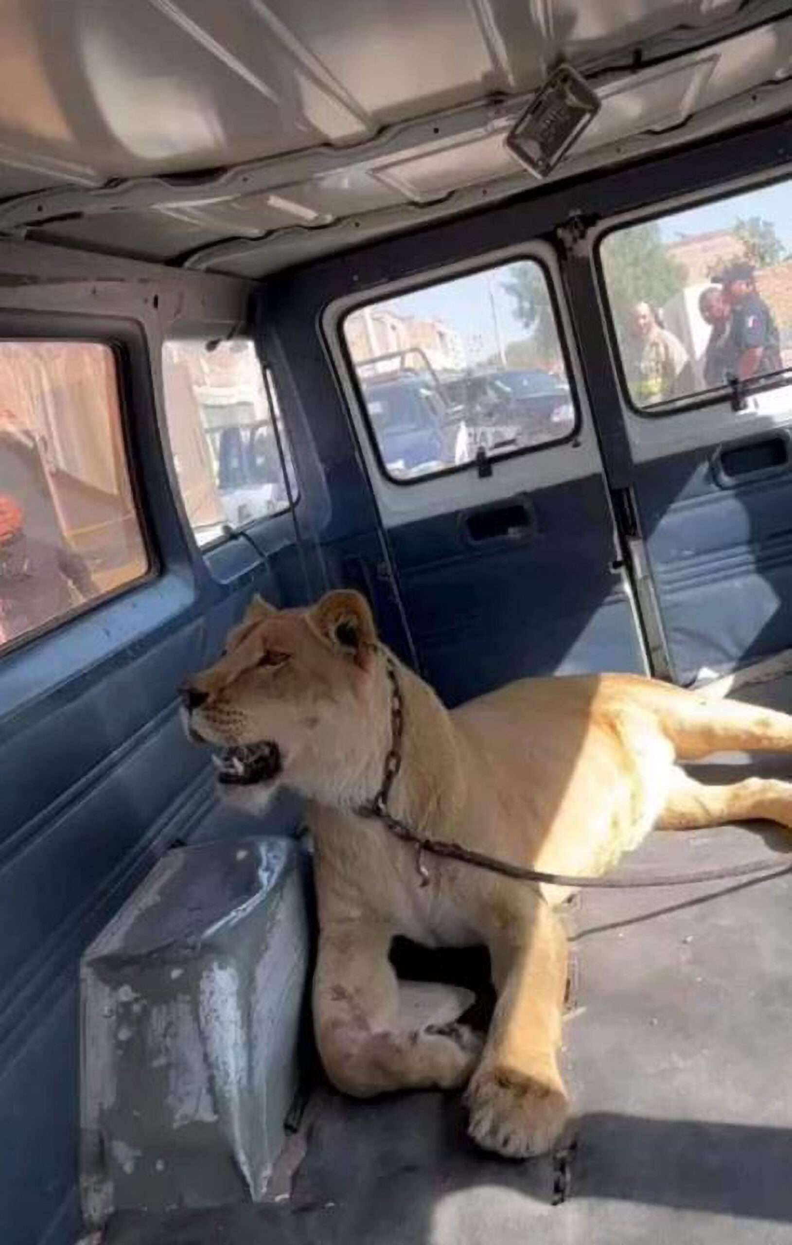 Read more about the article DOGS DINNER: Dog Walker Fighting For Her Life After Being Savaged By Lioness That Killed Her Pet