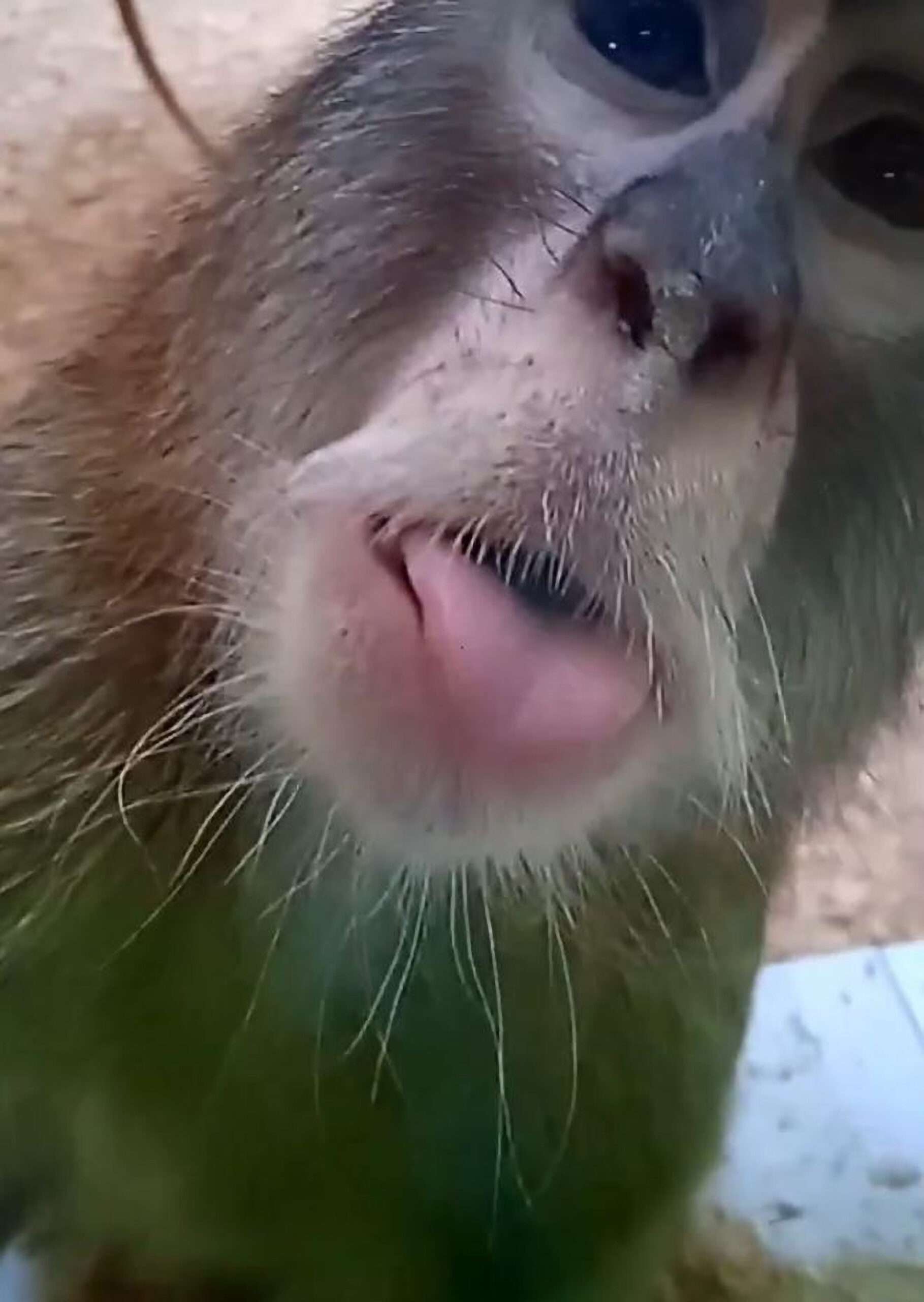 Read more about the article A STAR IS BORN: Cheeky Monkey Sticks Out Tongue At Camera That Had Been Recording Its Roomie