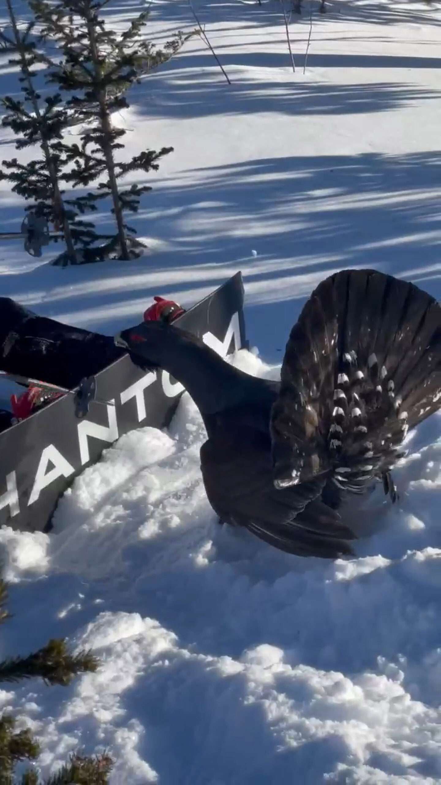 Read more about the article DANGERGROUSE: Snowboarder Loses Stand-Off With Angry Bird