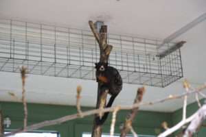 Read more about the article Airport Customs Seize 13 Rare Smuggled Monkeys