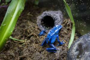 Read more about the article Zoo Boasts Success Breeding Rare Blue Poison Dart Frogs After Stopping Them Eating Each Other