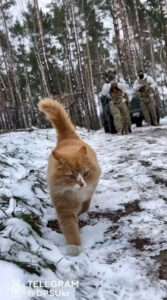 Read more about the article Moment Ginger Cat Dubbed ‘Private Ket’ Leads Ukrainian Troops Through Snowy Forest