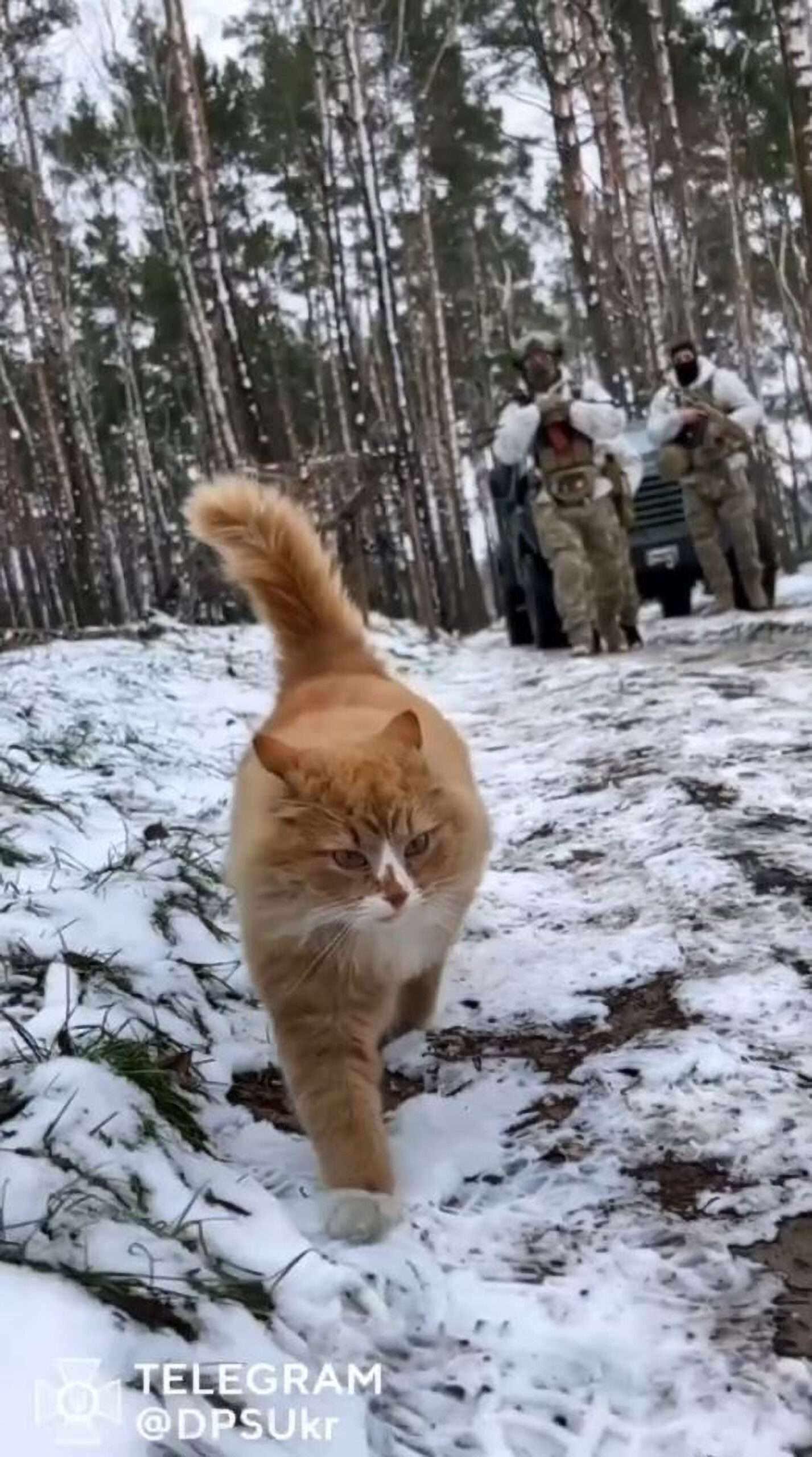 Read more about the article Moment Ginger Cat Dubbed ‘Private Ket’ Leads Ukrainian Troops Through Snowy Forest