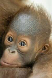 Read more about the article Celeb Orangutan Put Down By Vets