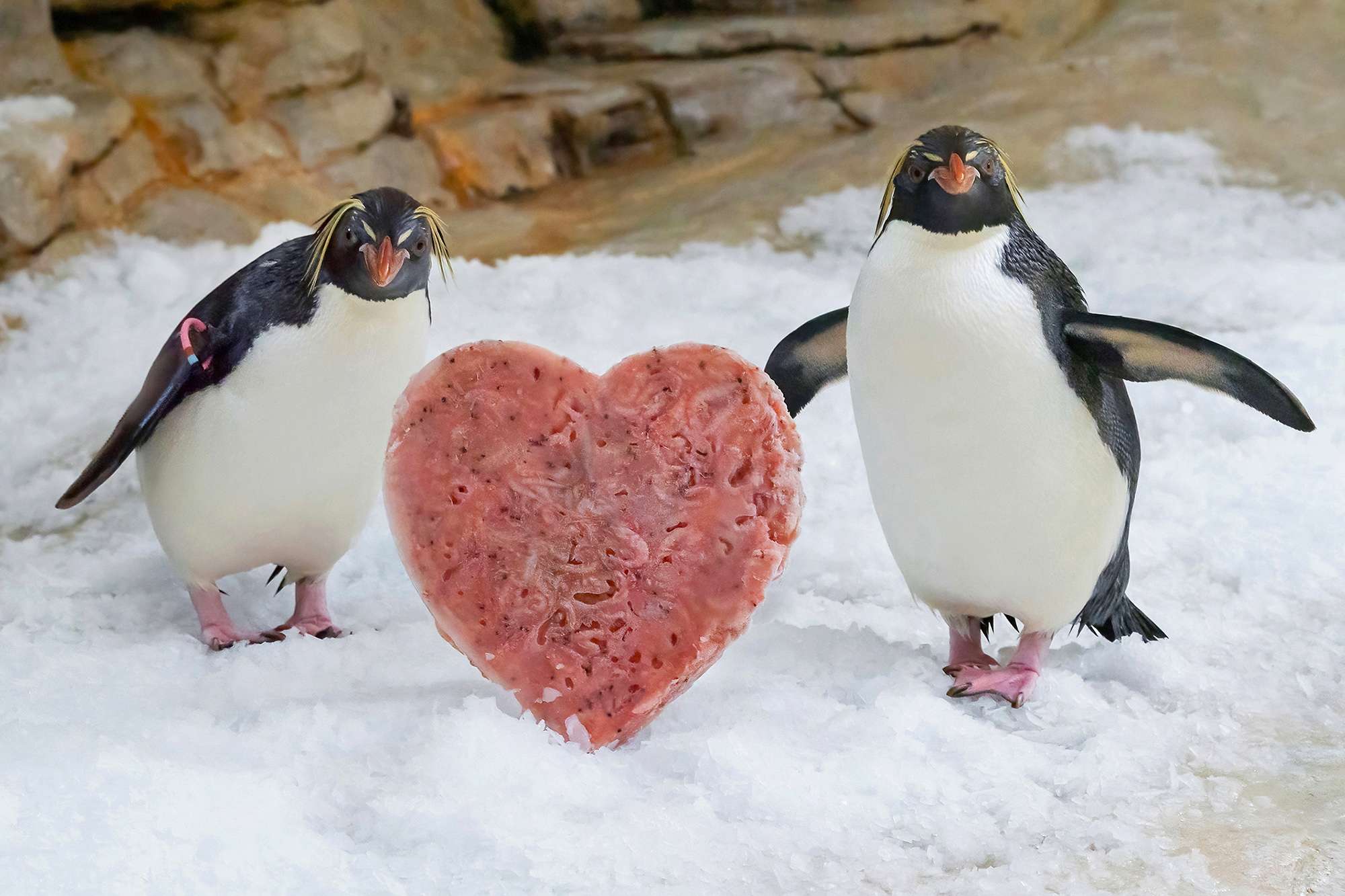 Read more about the article LOVE IS IN THE AIR: Penguins From World’s Oldest Zoo Receive A Special Heart-Shaped Treat For Valentine’s Day