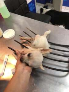 Read more about the article YOU FORKING MONSTERS: Burglars Stabbed Hero Chihuahua With Pitchfork