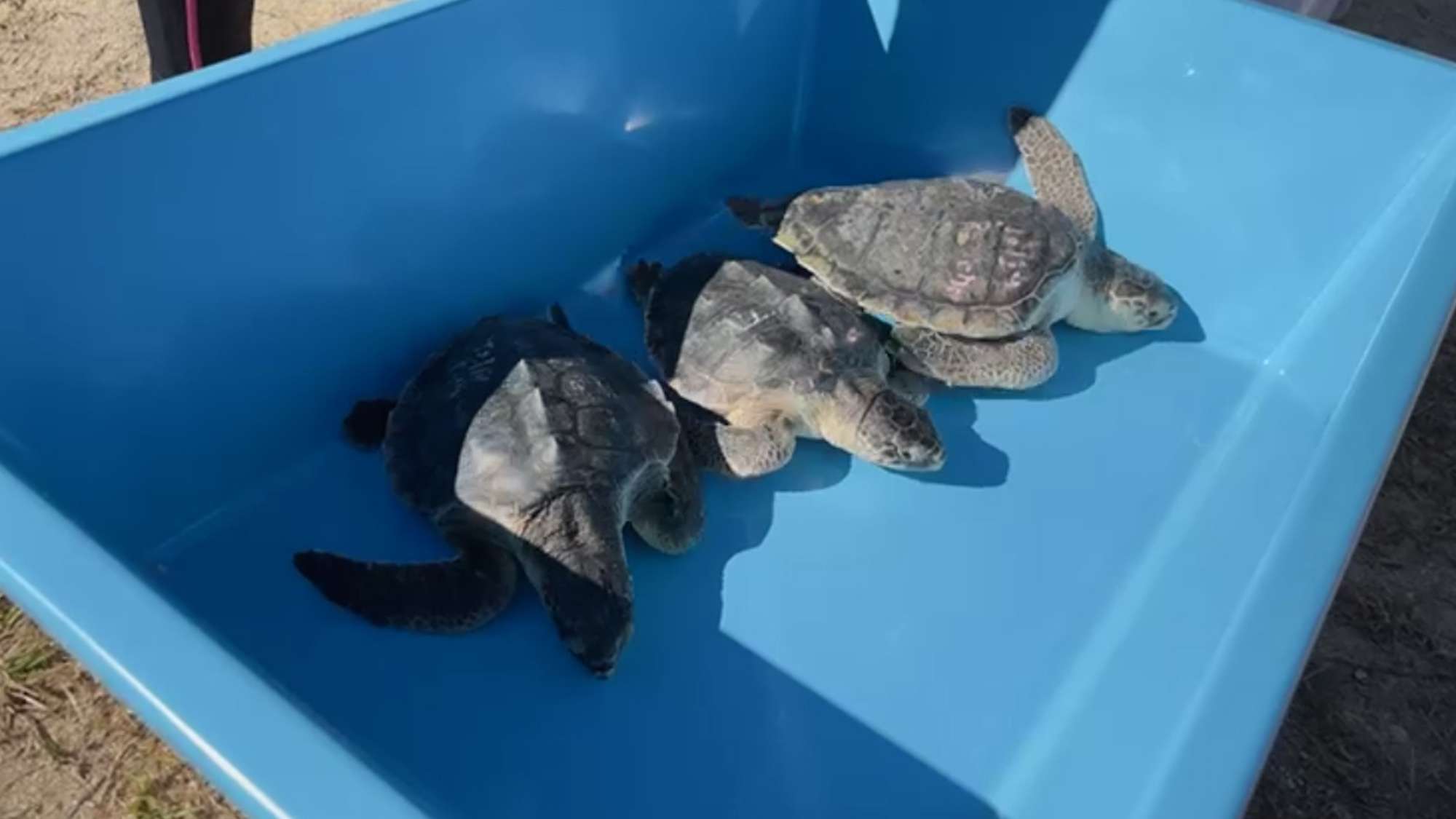Read more about the article TURTLE RECOVERY: ‘Too Cold’ Endangered Turtles Back In Wild After Holiday In Florida Sun