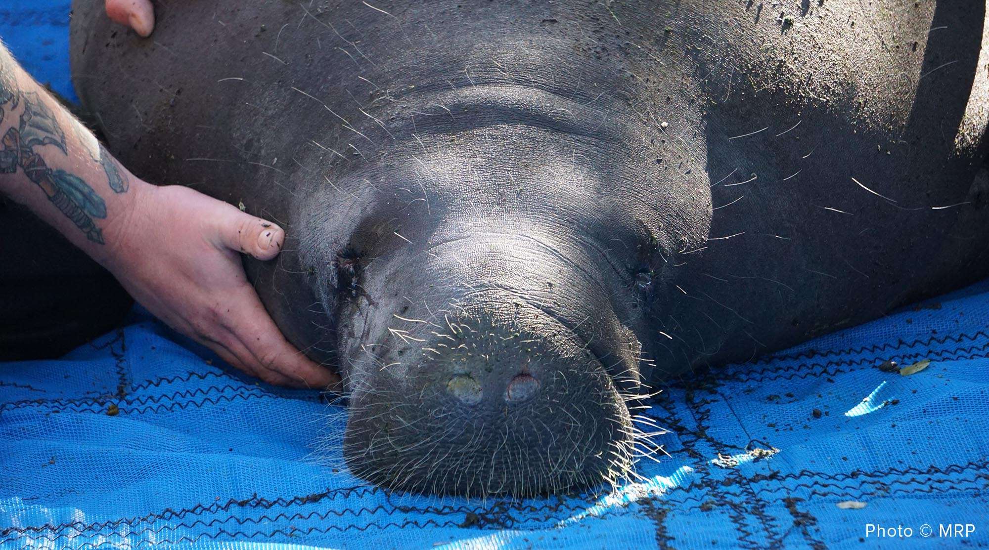 Read more about the article  Rescuers Release Dozen Orphaned Manatees Back To The Wild In A Single Day