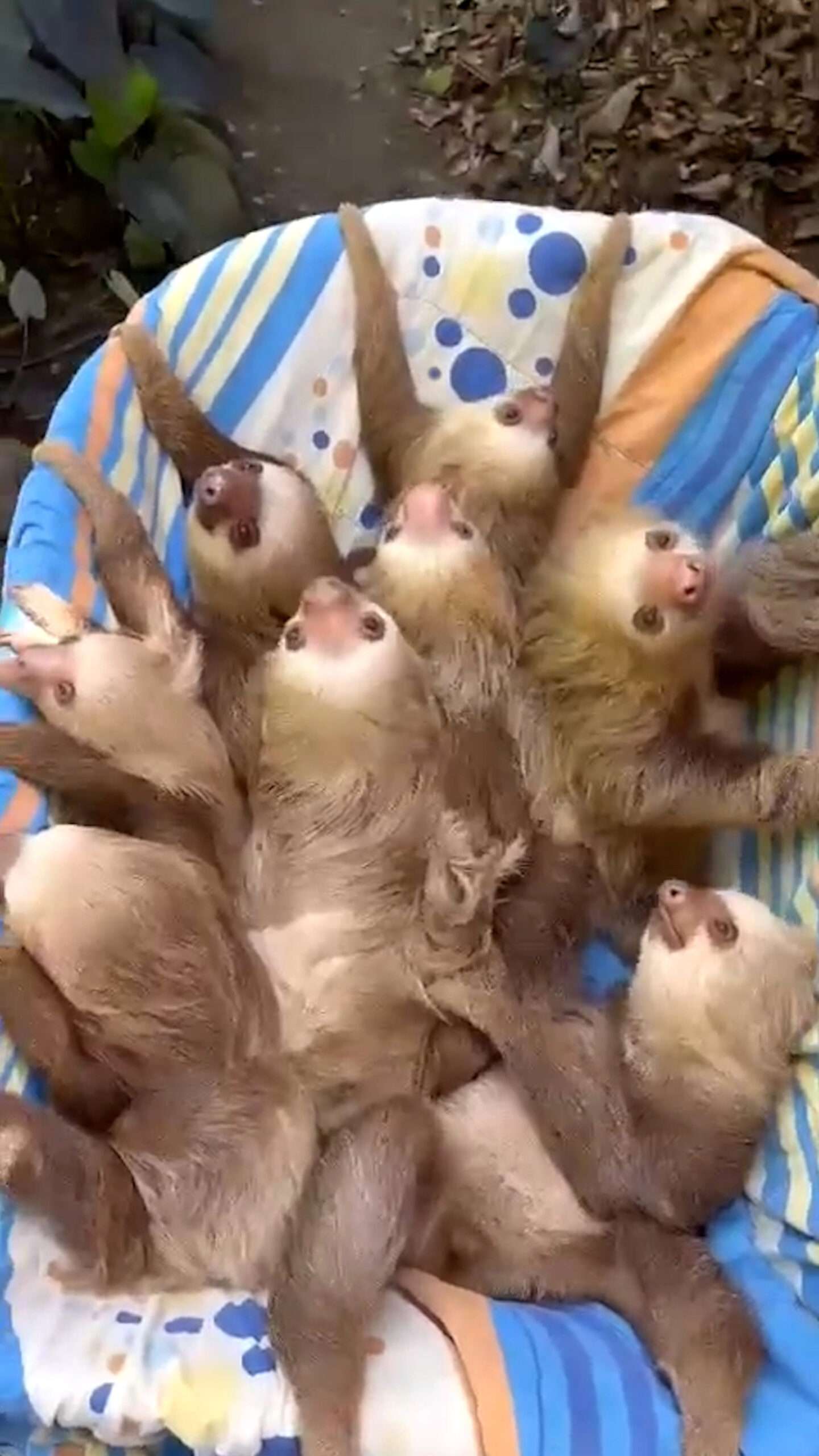 Read more about the article SLOTH-LY DOES IT: Baby Sloths Go On The Ride Of Their Lives