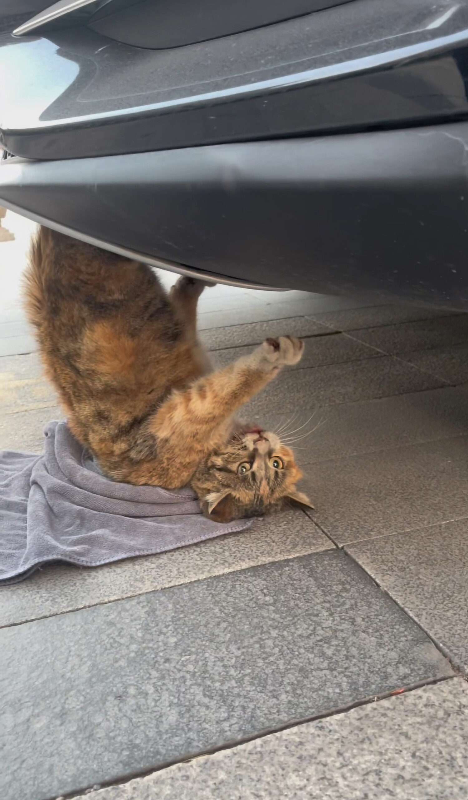 Read more about the article Incredible Rescue Of Cat Stuck Under Moving Car